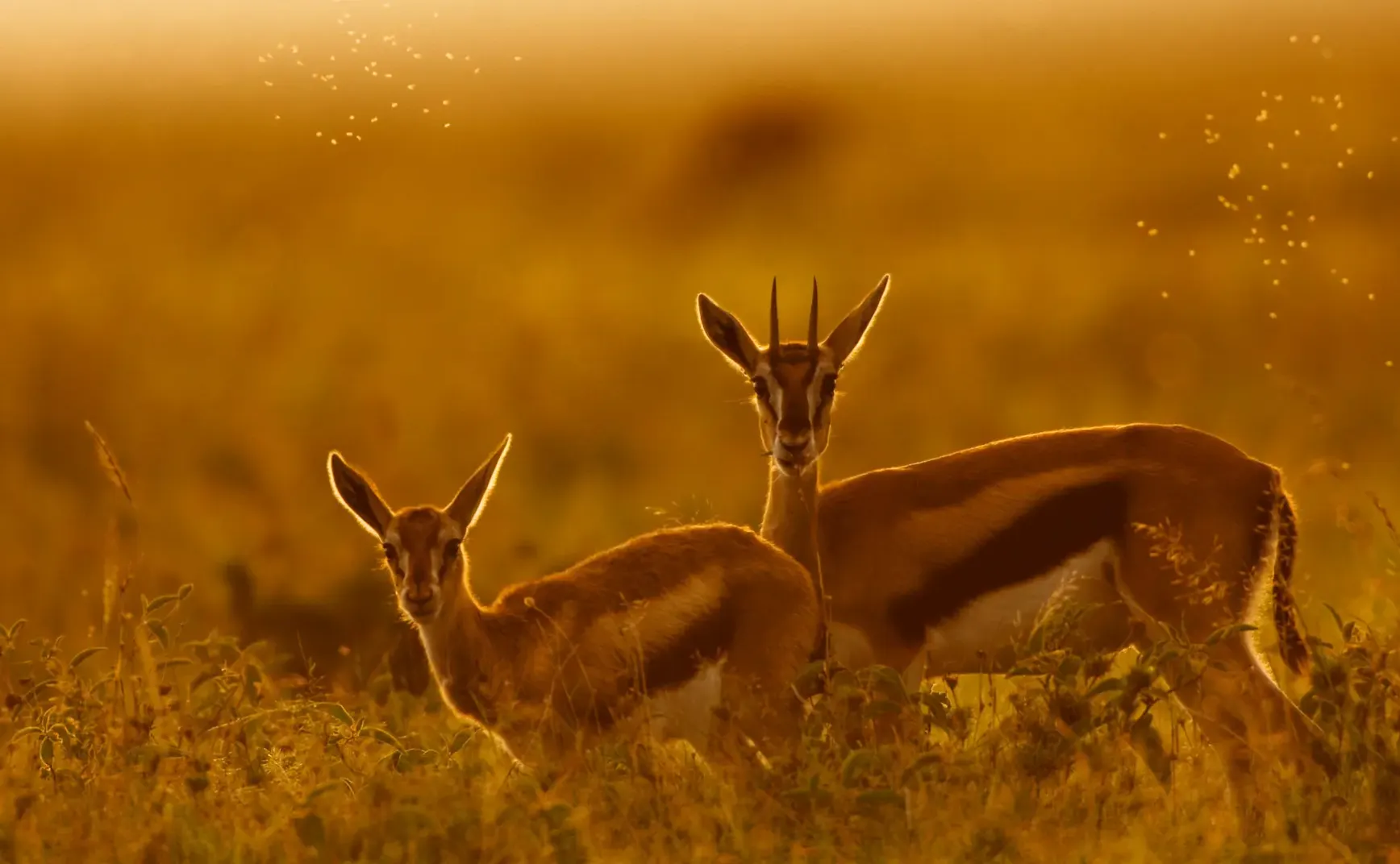 7月12日 | 每日速览：缅北特大犯罪集团覆灭，磁浮列车亮相，西夏陵成世遗