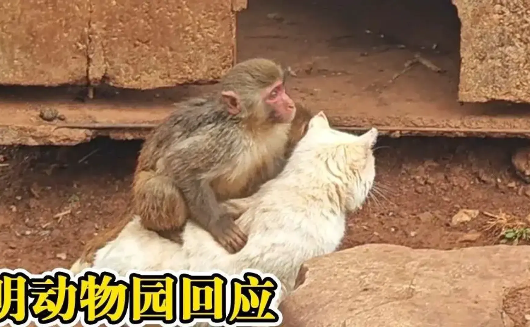你要的是动物保护法还是宠物保护法？
