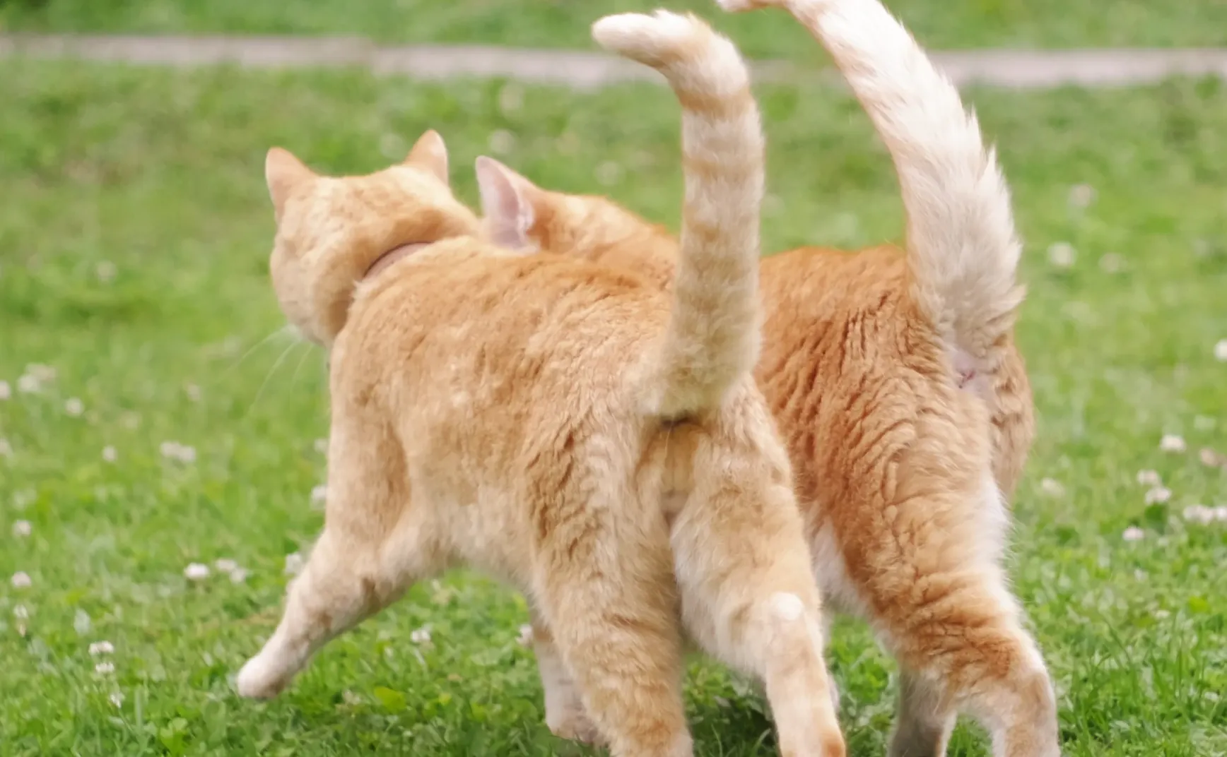 《猫的伏击》第1章：欢迎来到“瞎忙”地狱