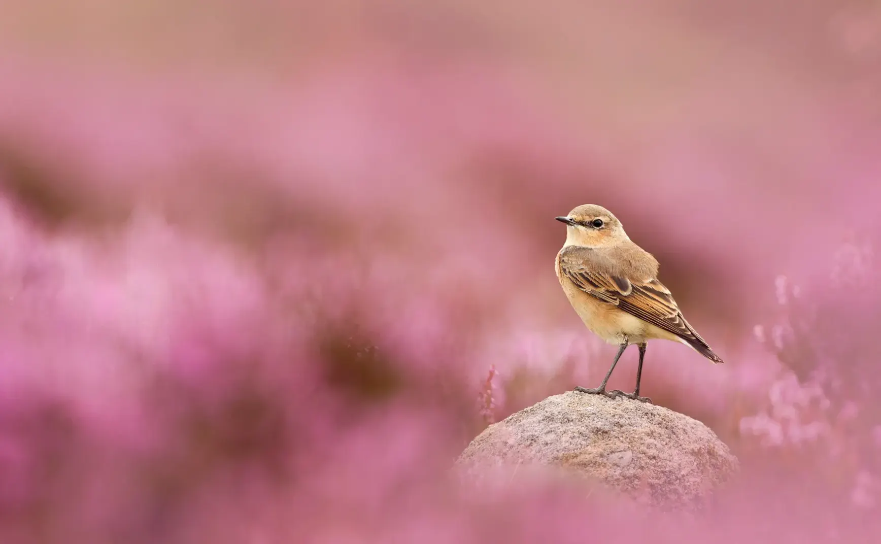 8月21日 | 社会治理与经济科技：热点事件与发展新趋势