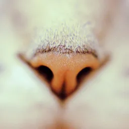 鼻用胰岛素综述