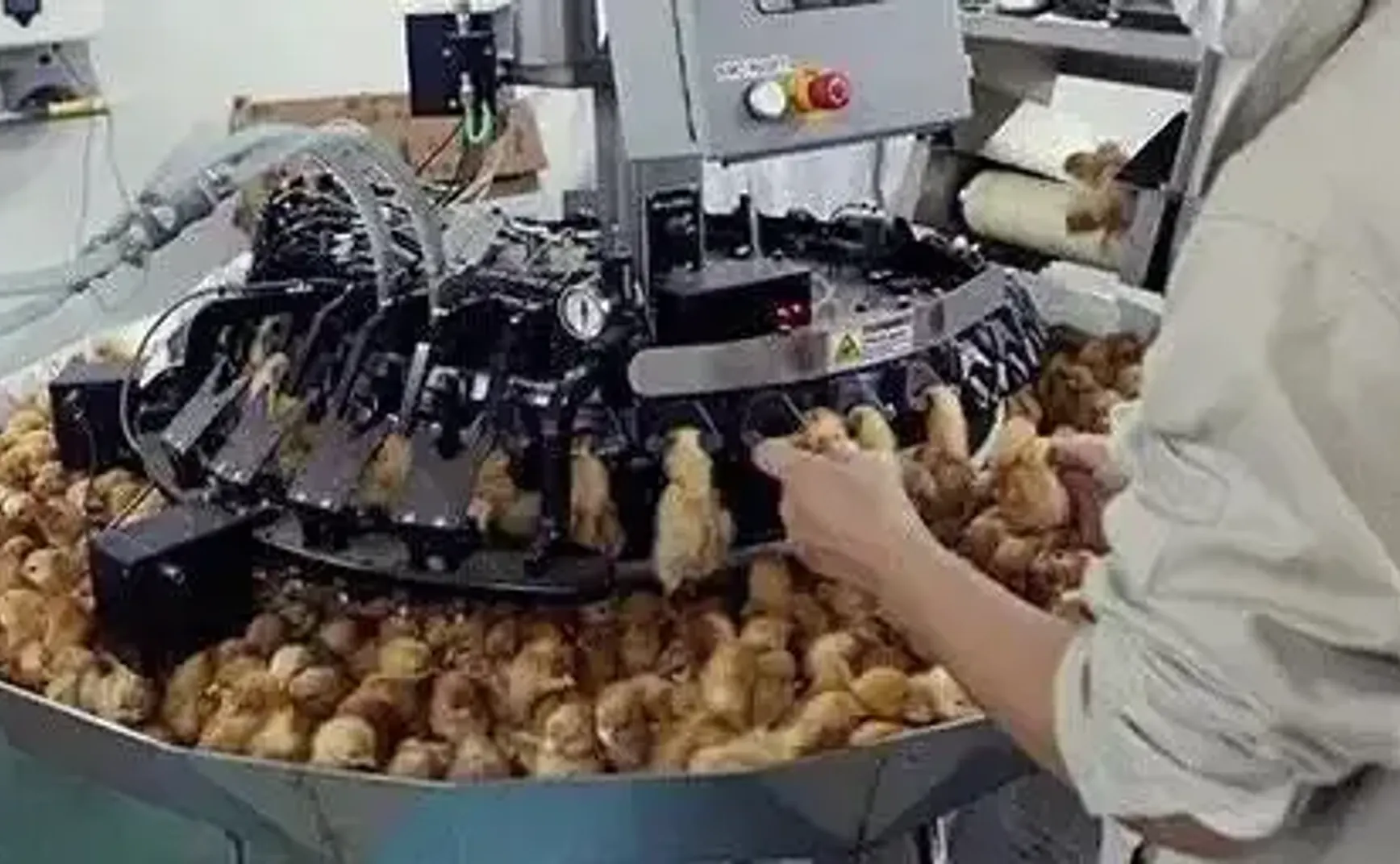 断喙、灯刑、喂沙、扎针、生阉……人类养鸡的“十大酷刑”