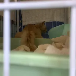 天时地利人和，顺利给流浪猫做TNR