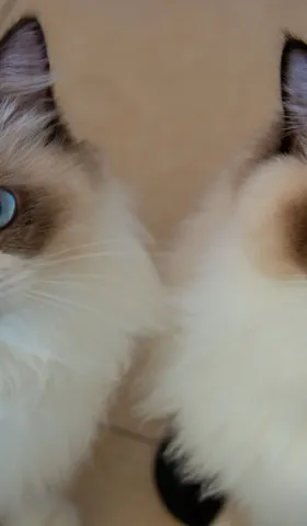 【解讀美股情緒】隔岸觀火最愜意了 - 20250710