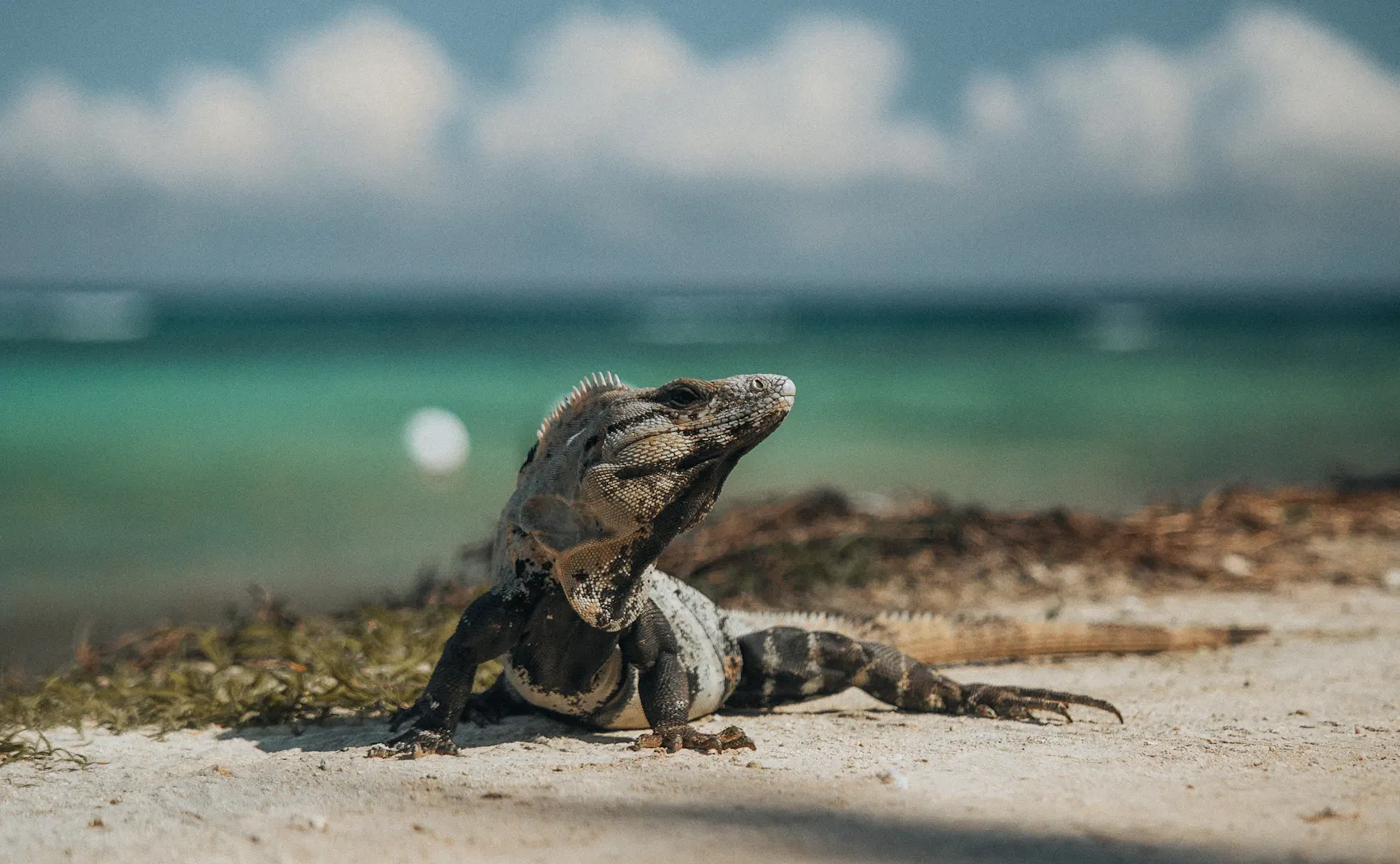 悲观的人永远正确， 乐观的人创造明天!