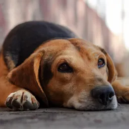 The Value of Being Boring