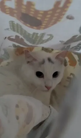 两只口炎流浪猫的救助日记