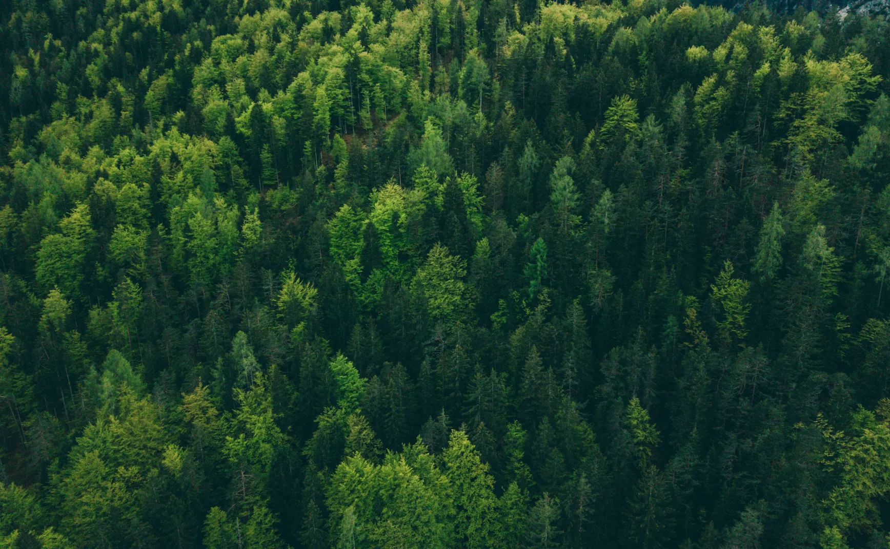 梳毛、天然鸦片、社交联盟