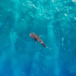 8月30日 | 外交聚焦大国关系与南海，社保新规及隐私问题引关注