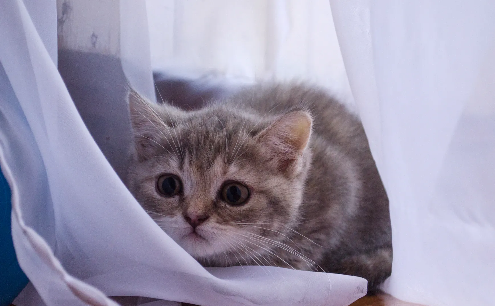 《猫的领地》第 15 章：领地主人的伏击