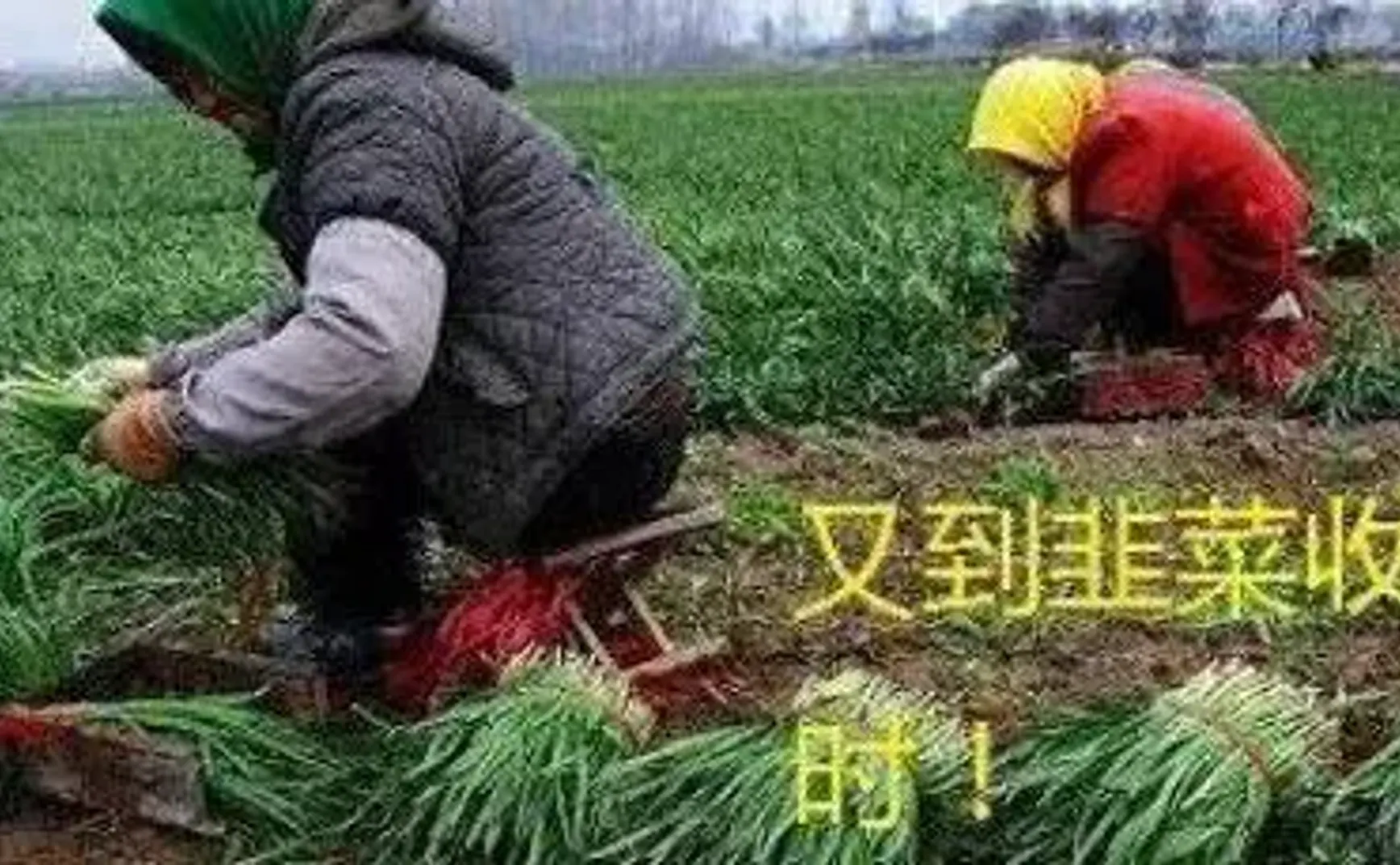 股票发行注册制之后，请确保让造假企业赔到倾家荡产
