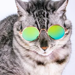 《猫图腾》第七章：“猫”的心态