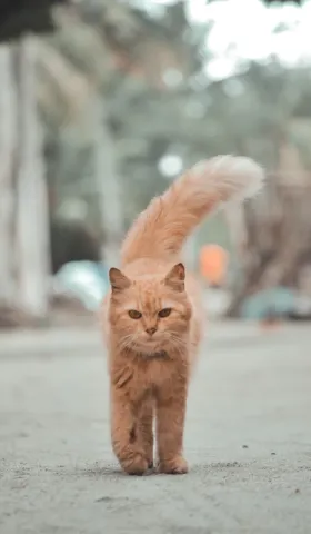  “猫图腾”：告别狼群——现代职场个体生存哲学的管理学与心理学综述