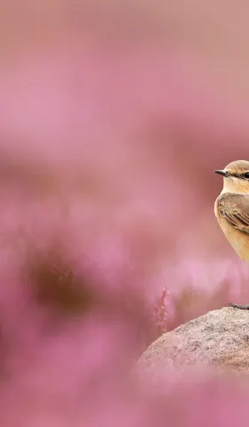 8月21日 | 社会治理与经济科技：热点事件与发展新趋势