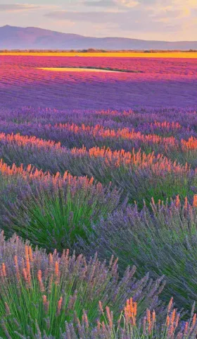 7月17日 | 高官判死缓 南海局势紧张 多地执法乱象引关注