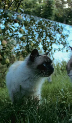 How to Prevent Big Companies from Copying You