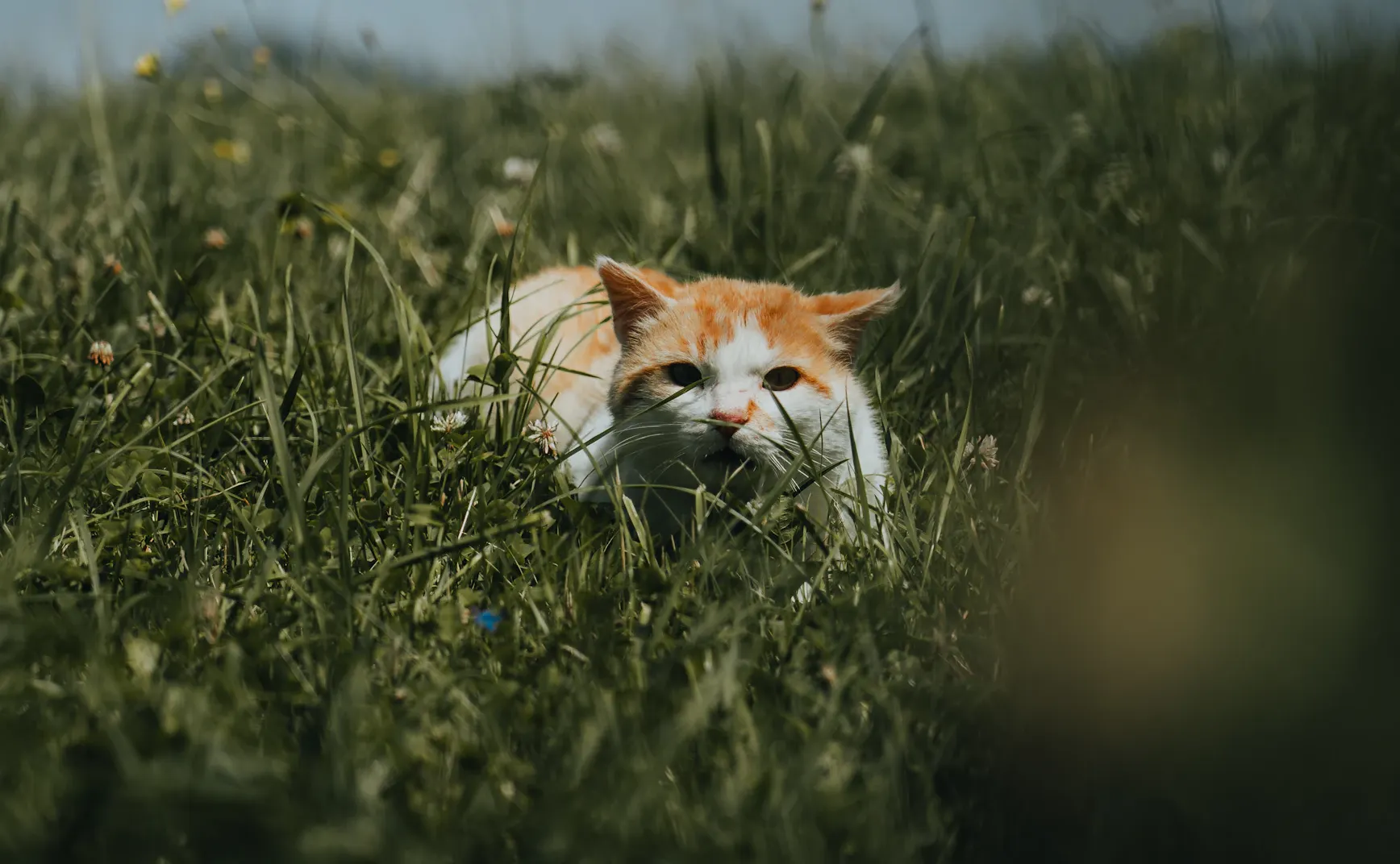 《猫的伏击》目录