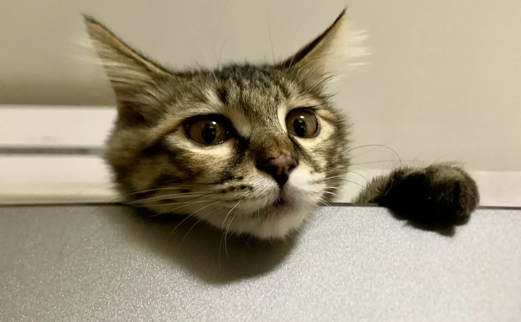 成为“铲屎官”是怎样的体验