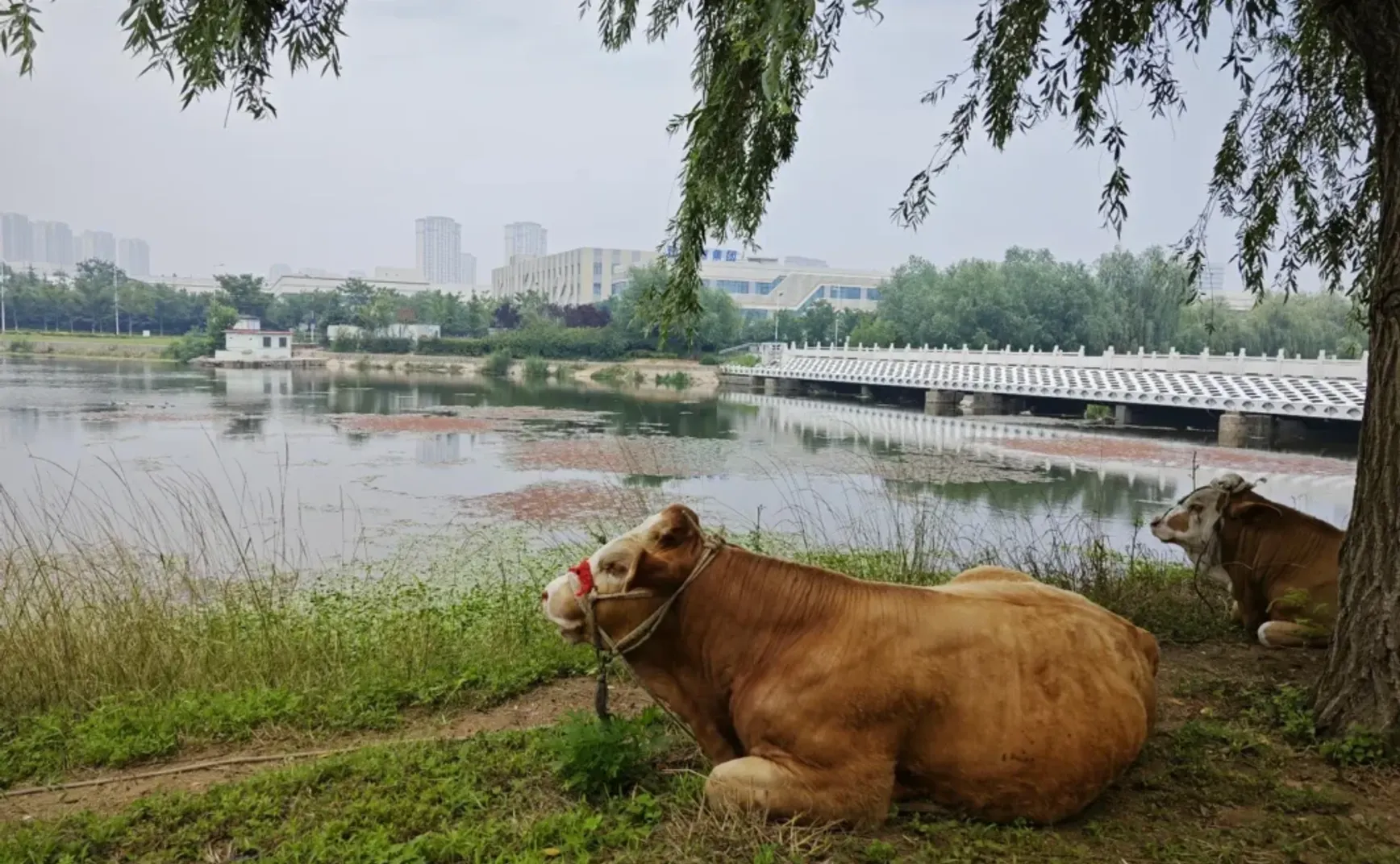 06-真正的「牛马」和 macOS 图标简史