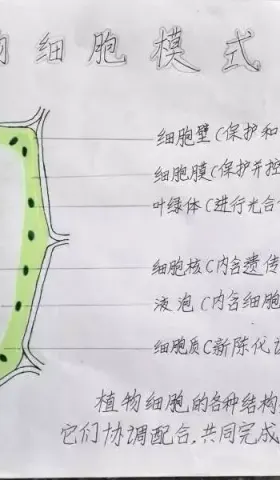 亲子鉴定要花几千块，转基因居然能目测？