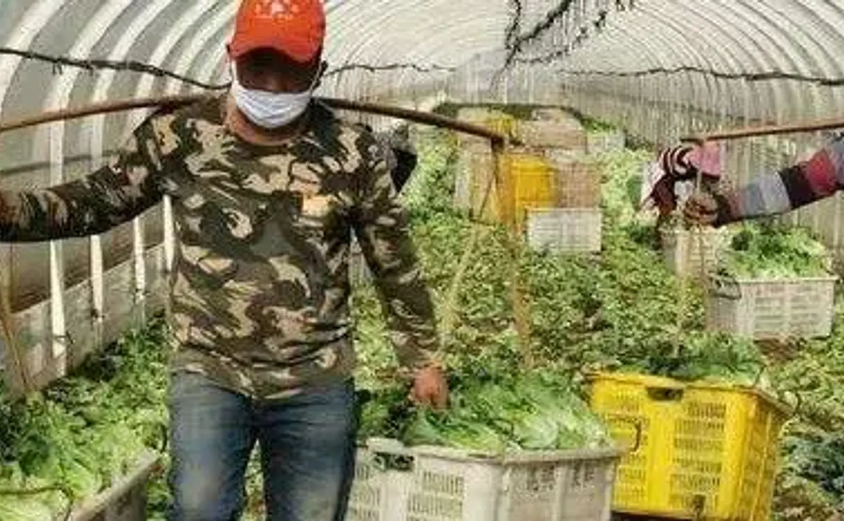 疫情持续，会缺吃的吗？从今天起关心粮食和蔬菜