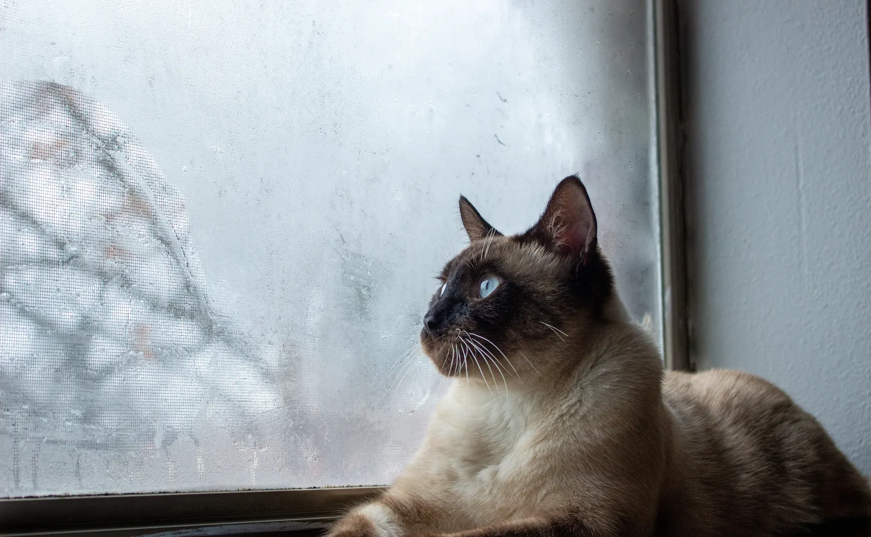 《猫图腾》第十章：“猫”的优雅