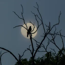 【解讀美股情緒】go so soon 像逃離 the moon - 20260625