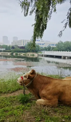 06-真正的「牛马」和 macOS 图标简史