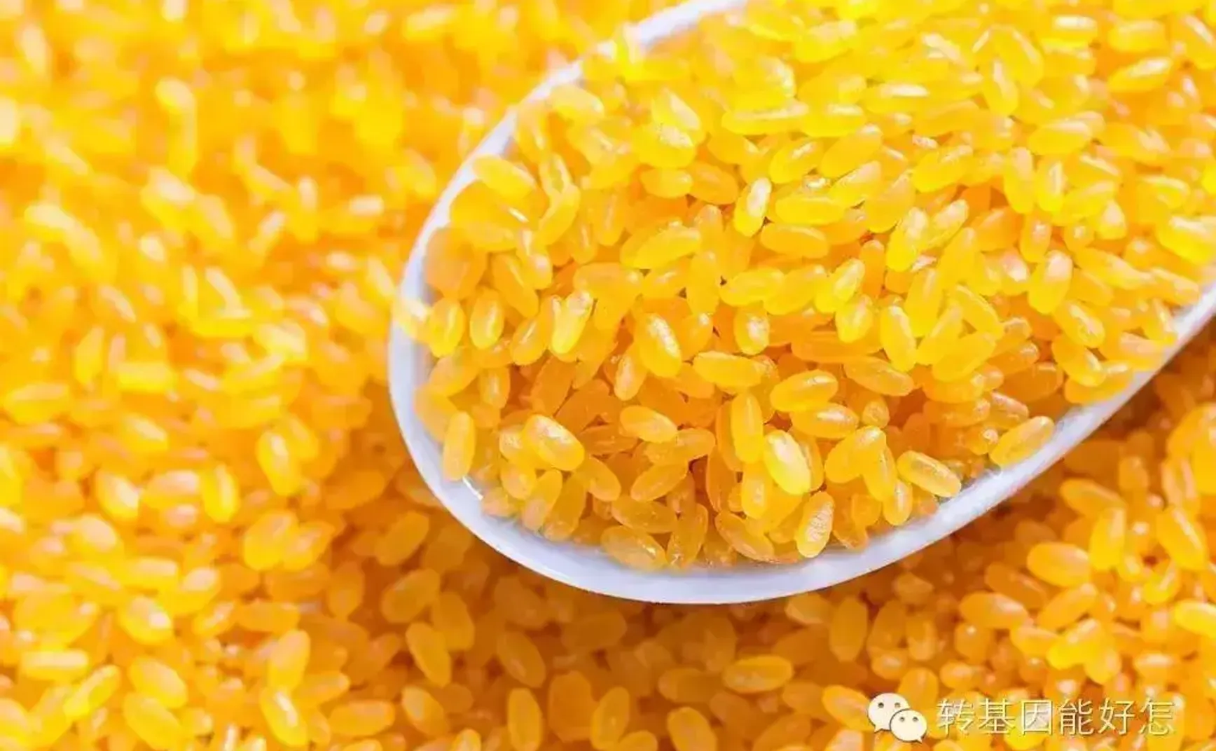 黄金大米有啥稀奇？这些米你认识么？