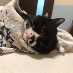 TNR装备升级，「八卦」候补成功