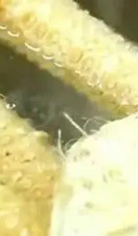 我们有资格嘲笑韩国人吃玉米芯吗？