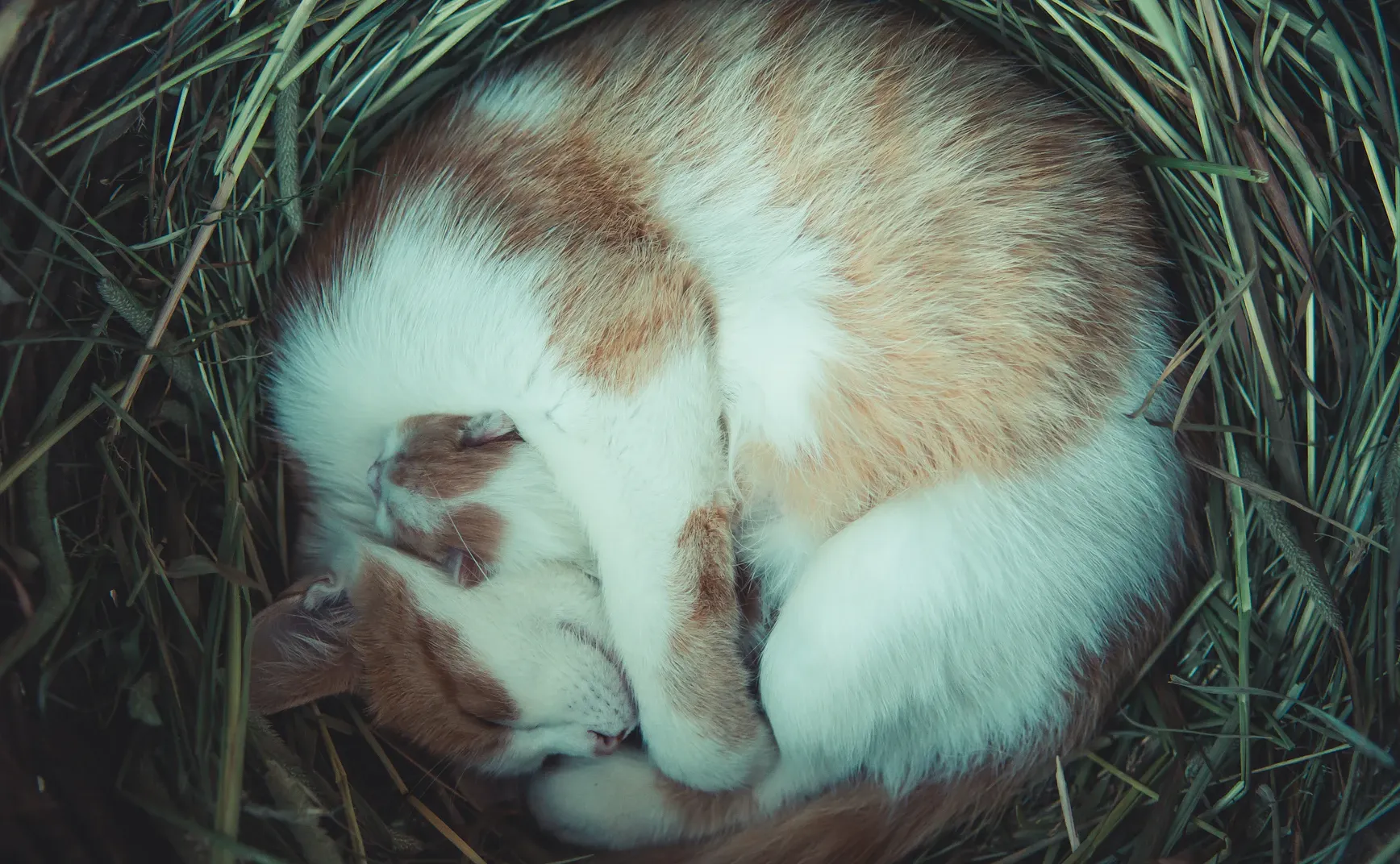 猫的领地：个体“小生境”构建与繁荣发展的跨学科分析综述