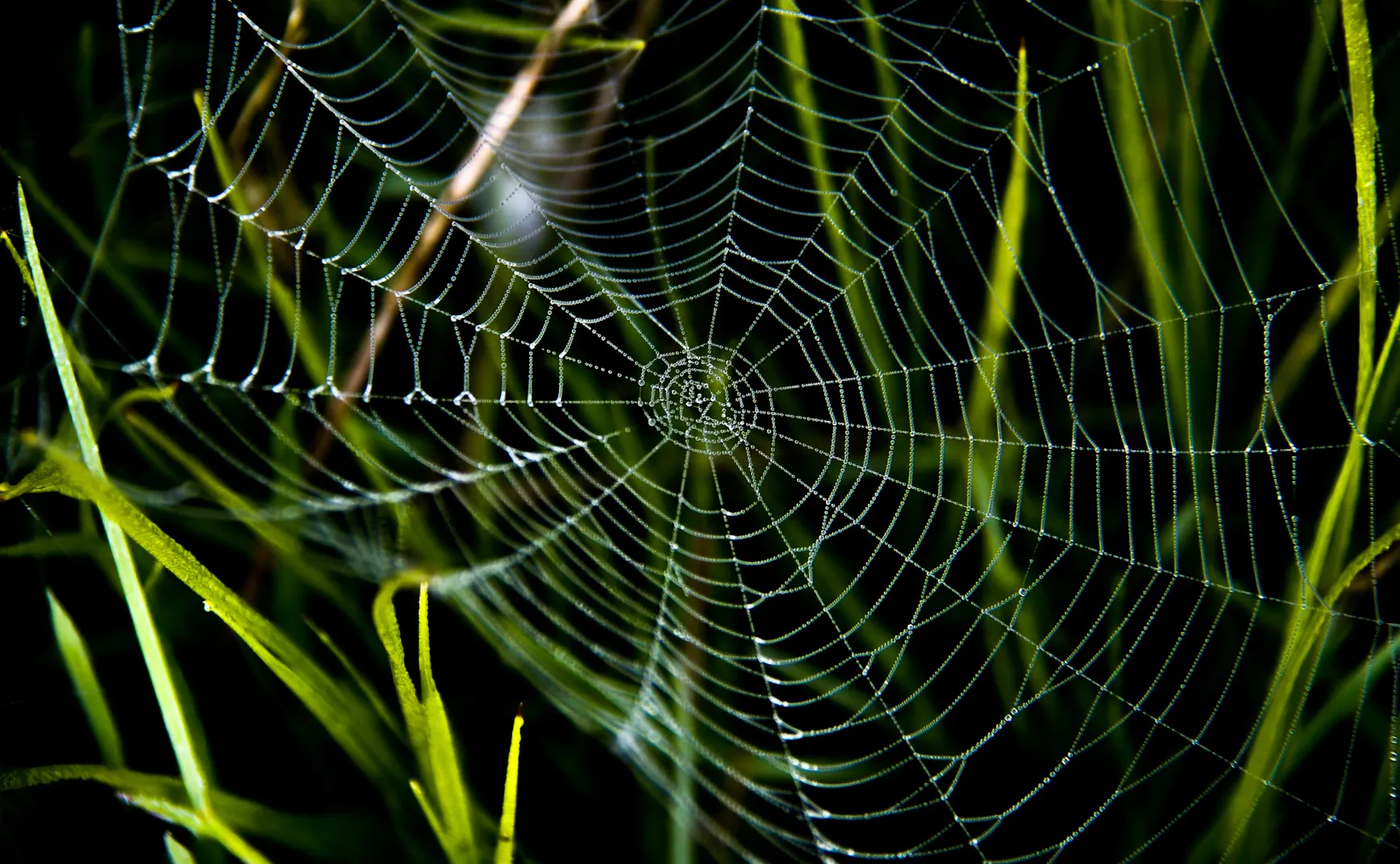 《猫的领地》第 1 章：那个该死的陷阱