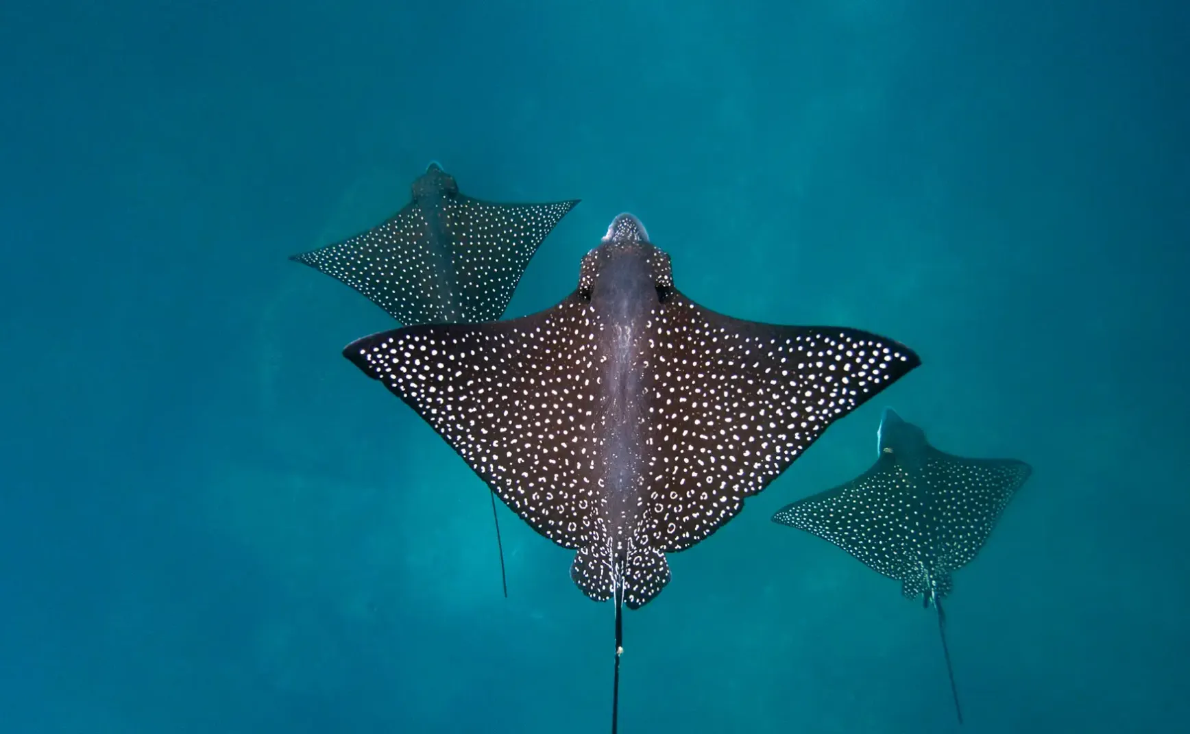 8月15日 | 今日要闻：判决新规引关注，男篮晋级添喜讯