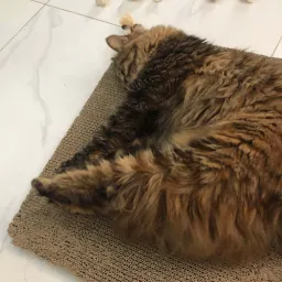 「蹦哒」猫的「摇人术」