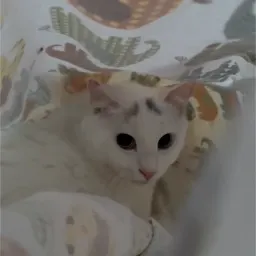 两只口炎流浪猫的救助日记