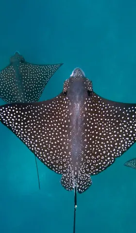 8月15日 | 今日要闻：判决新规引关注，男篮晋级添喜讯