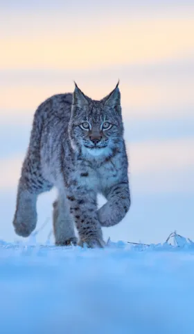 《猫图腾》第十五章：“猫”的终局