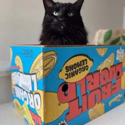 《猫图腾》第十一章:为什么猫“玩盒子”?