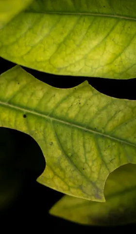 #24 删掉一个输入框，多赚1200万美元