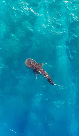 8月30日 | 外交聚焦大国关系与南海，社保新规及隐私问题引关注