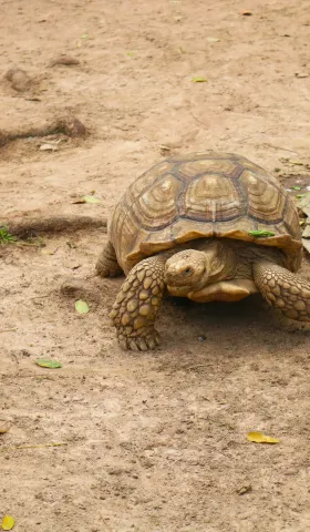 Obsidian Quailプラグインの新機能と改善点