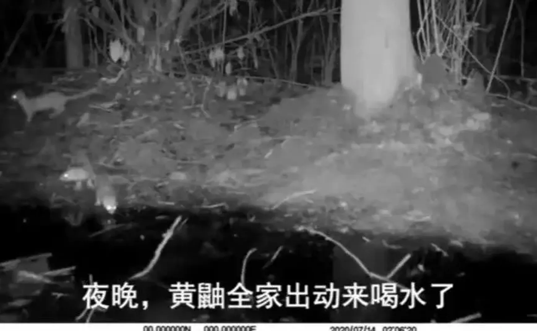 南京城里的一个小水坑，可以养多少只野生动物？