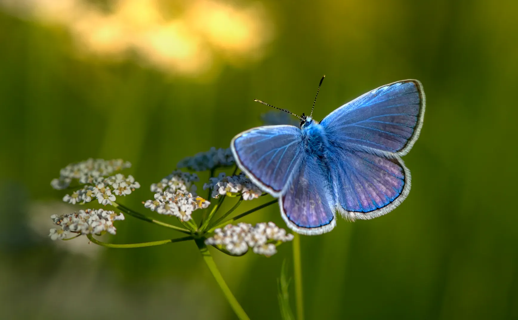 【解讀美股情緒】阿美蝶 若予伊飛過，世界攏開花 - 20250814