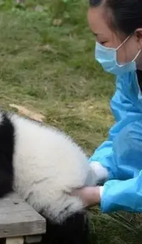 不到2岁的大熊猫宝新，被成都基地养死了