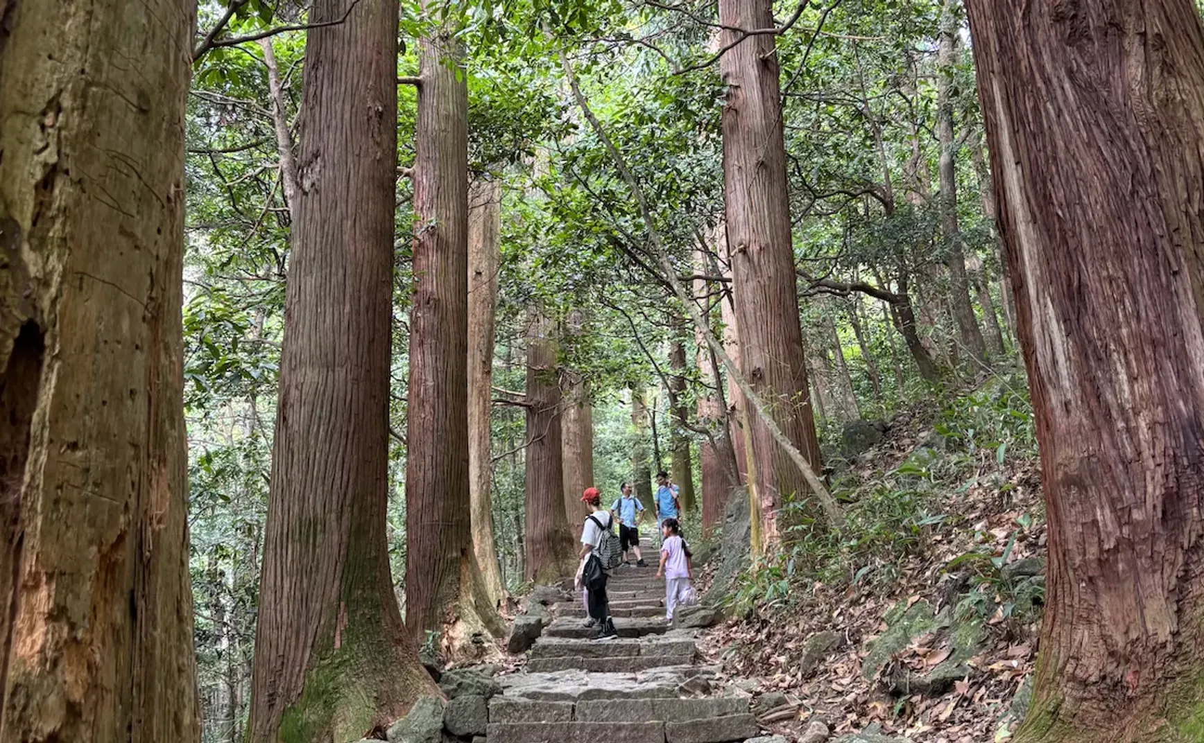 67 期：天目山大树王国