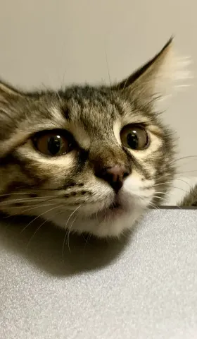 成为“铲屎官”是怎样的体验