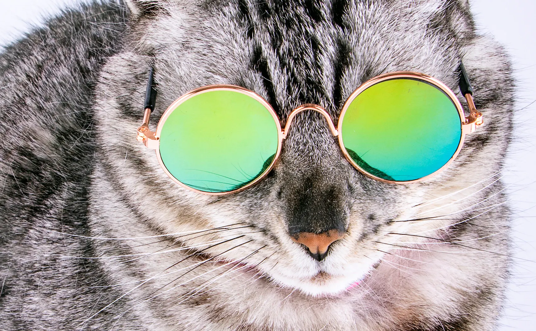 《猫图腾》第七章：“猫”的心态