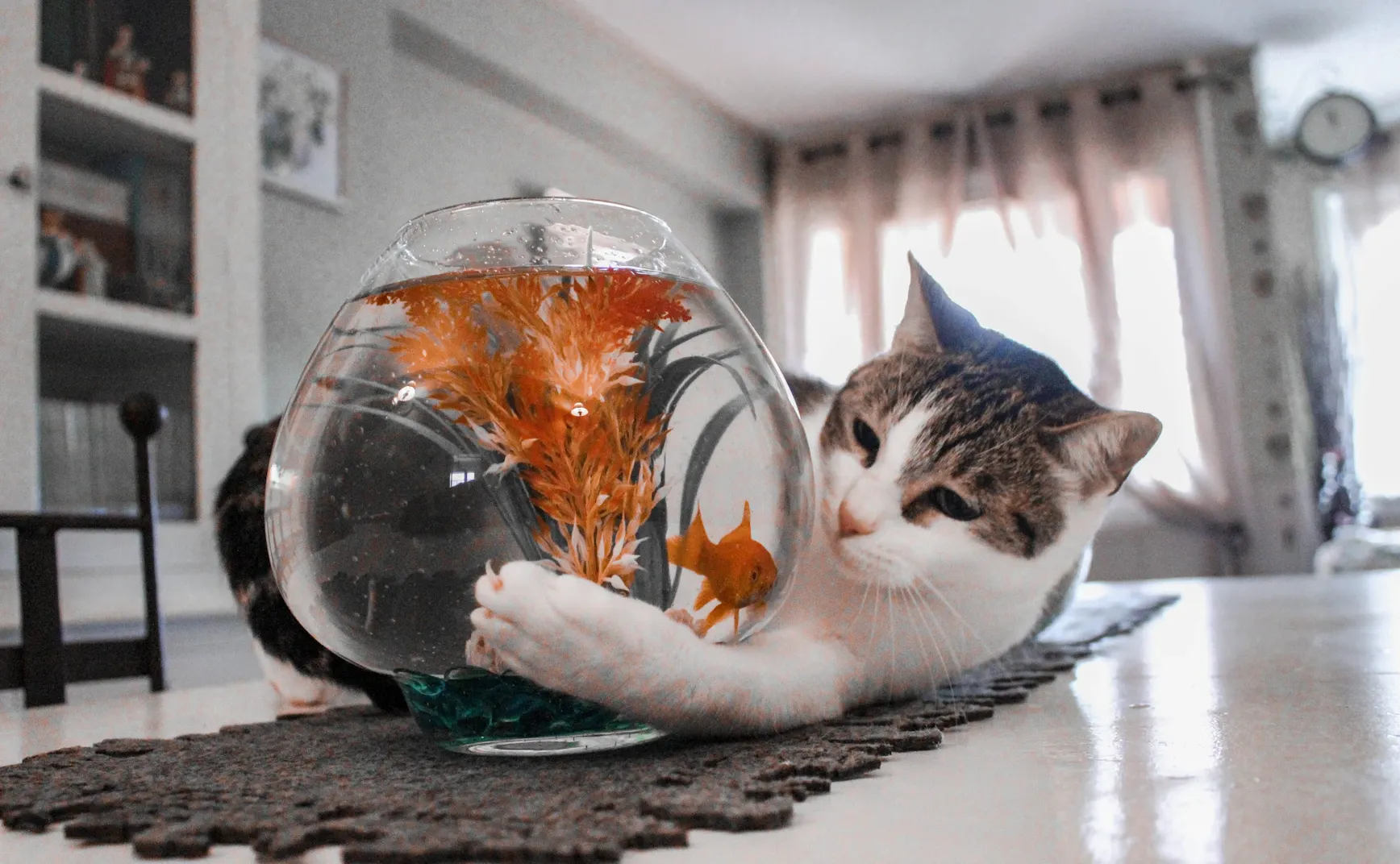 《猫图腾》第十二章：“猫”的生境（上）