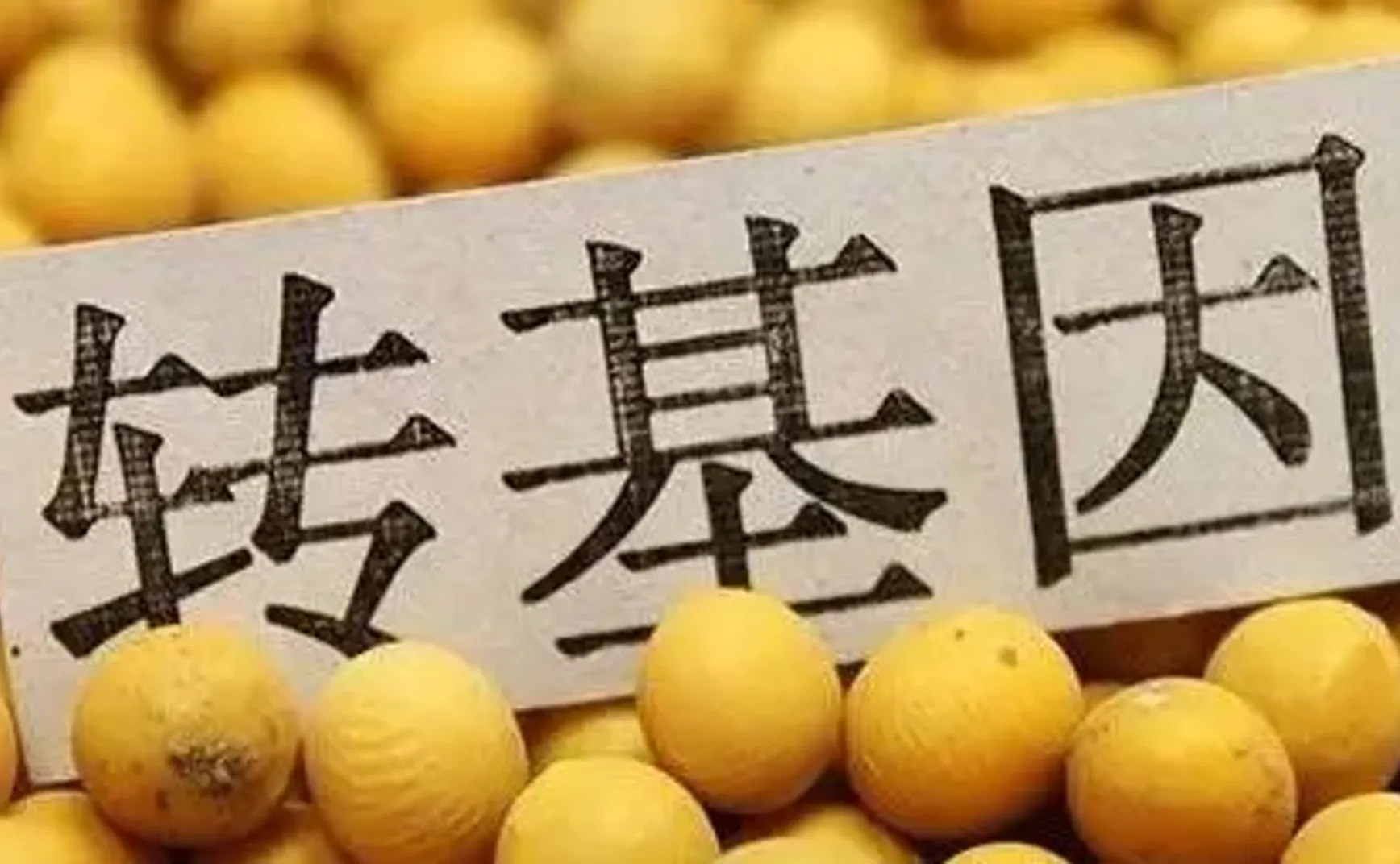 小崔啊，国产转基因大豆合法上市啦！